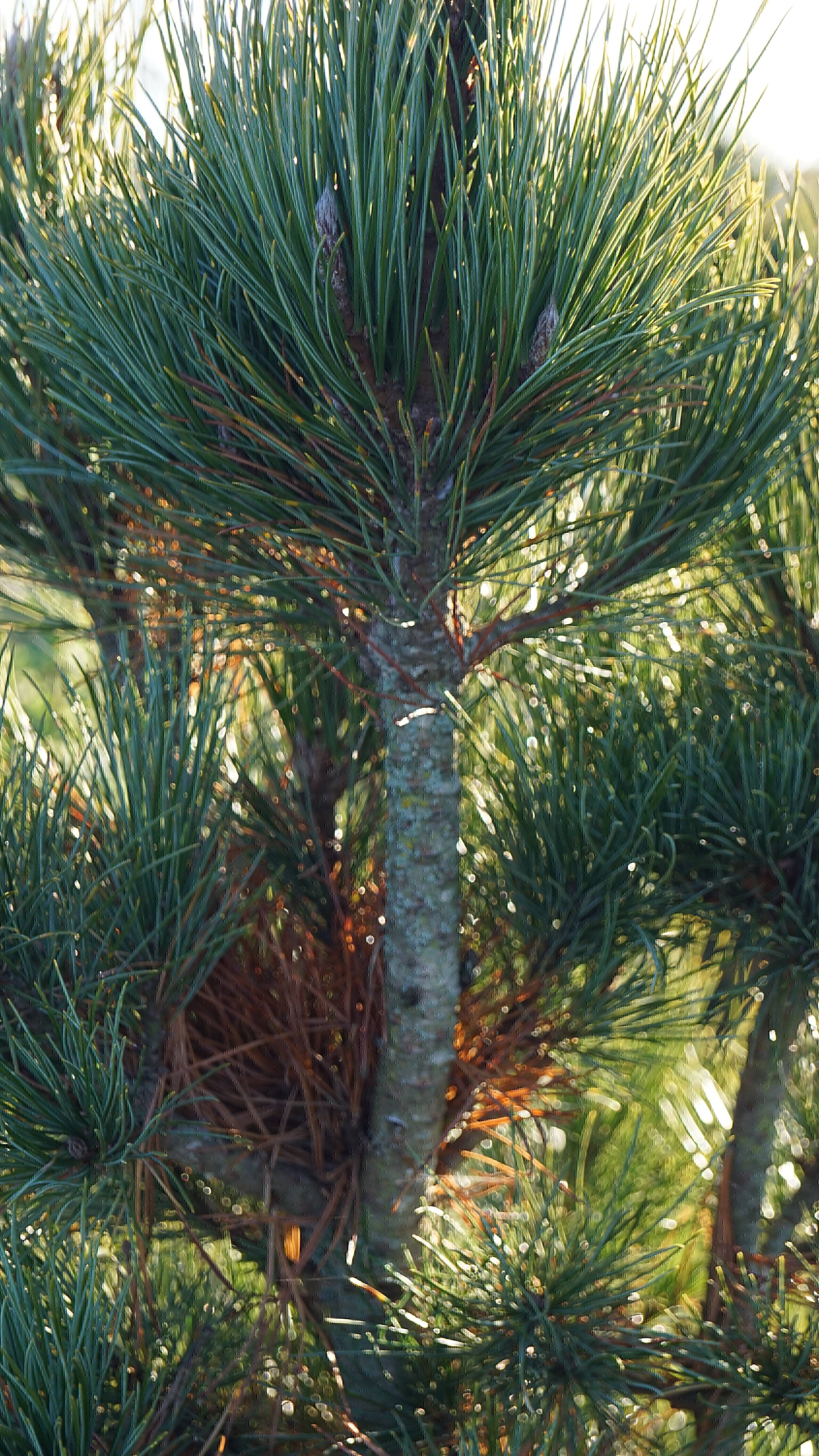 Pinus cembra (3)-2